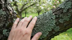 リンゴやナシの木に見られるこれらの斑点は、あなたの庭の状態について多くのことを教えてくれます。そして、それはあなたが思っている以上に役立つ情報なのです